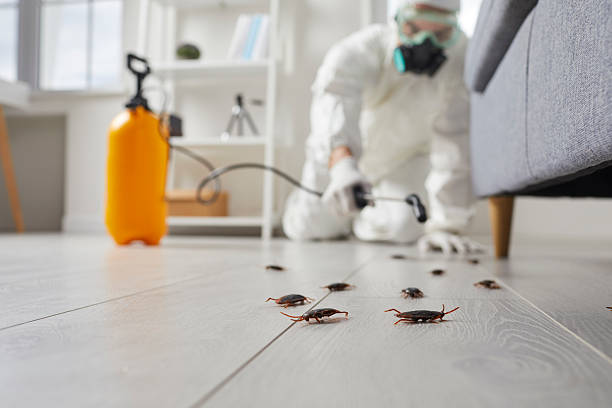 Post-Treatment Bed Bug Interceptor Monitoring in Holbrook
